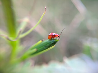red insect on tree of macro view