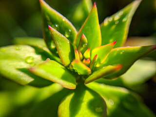 Fototapeta na wymiar Close-up of vibrant aloe vera plant in nature's garden, showcasing its beauty and lush green leaves in bloom under the spring sunlight
