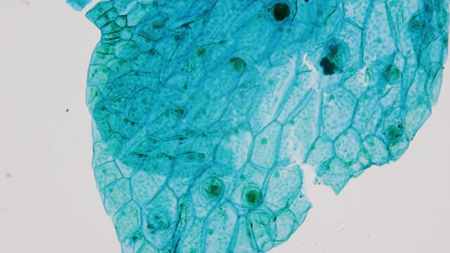 Fern sprout under microscope. 400x times magnification. Contemporary of Cretaceous dinosaurs. Extensive participant in formation of fossilized coal. Microbotany. Evolutionary biology