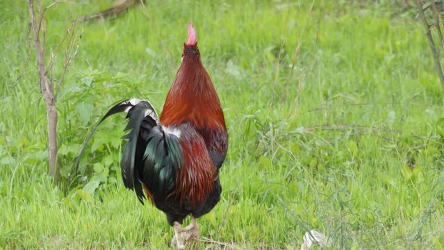 Nature Coq