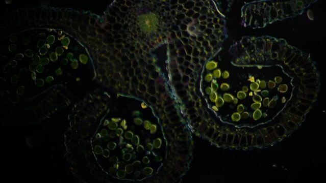 Stamen or Anther under microscope. Cross section of a Lilium stamen, with four locules surrounded by the tapetum. Sexual reproduction in plants. 100x times magnificatiion