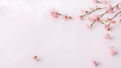 Pink cherry blossom in spring aganist a white background with copy space
