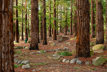 Jack Hume Grove at Lagoon Valley Park  in Vacaville, CA, showing sa path and redwood trees
