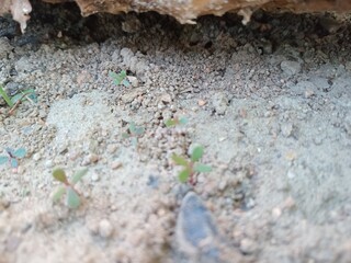 ants on the ground