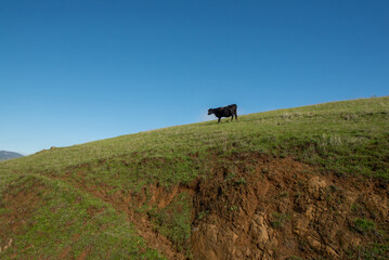 Cow about to fall on eroded cliff on a sunny day with blue sky copy space - 748089264