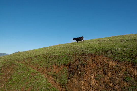 Cow about to fall on eroded cliff on a sunny day with blue sky copy space
