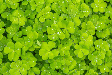 Green wood sorrel leaves with water drops background or backdrop