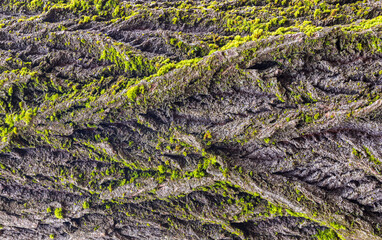 Bare tree texture with moss. Nature pattern background