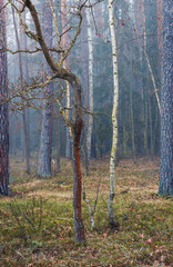 Early spring forest with birch tree in misty fog. Czech tranquil landscape
