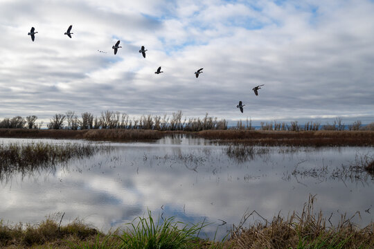 Gray Lodge Wildlife Area landscape with a view of the Sutter Buttes, reflections of willow trees in the water and variable clouds in the sky copy space 
