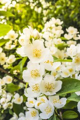 White jasmine flowers on a blurred background close-up, warm sunlight. Close-up of jasmine flowers in the garden..