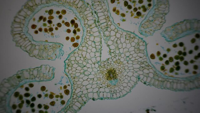 Stamen or Anther under microscope. Cross section of a Lilium stamen, with four locules surrounded by the tapetum. Sexual reproduction in plants. 100x times magnificatiion