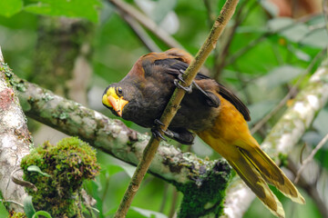Crested Oropendola