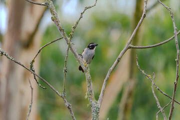 Black-winged Saltator