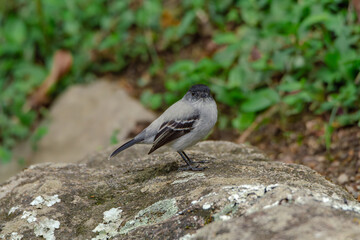 Torrent Tyrannulet