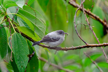 Torrent Tyrannulet