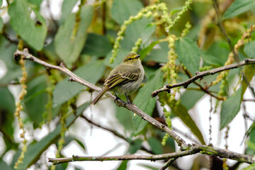 Golden-faced Tyrannulet