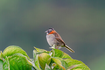 Rufous-collared Sparrow