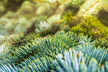 Spruce brunch close up. Texture of Christmas tree needles close-up. Christmas wallpaper concept. Conifer needles, warm sunlight.