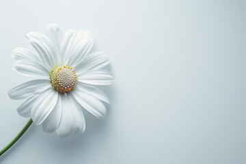 daisy flower on white background
