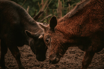 Two brown bulls fighting in the mud. Domestic animals fighting on the farm