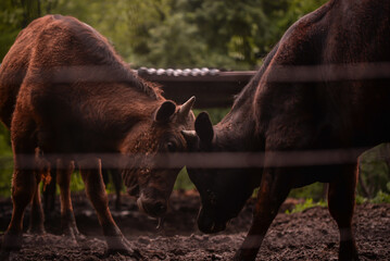 Two brown bulls fighting in the mud. Domestic animals fighting on the farm