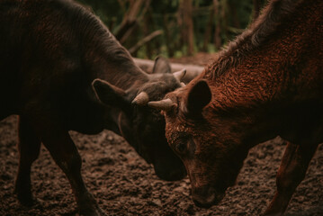 Two brown bulls fighting in the mud. Domestic animals fighting on the farm