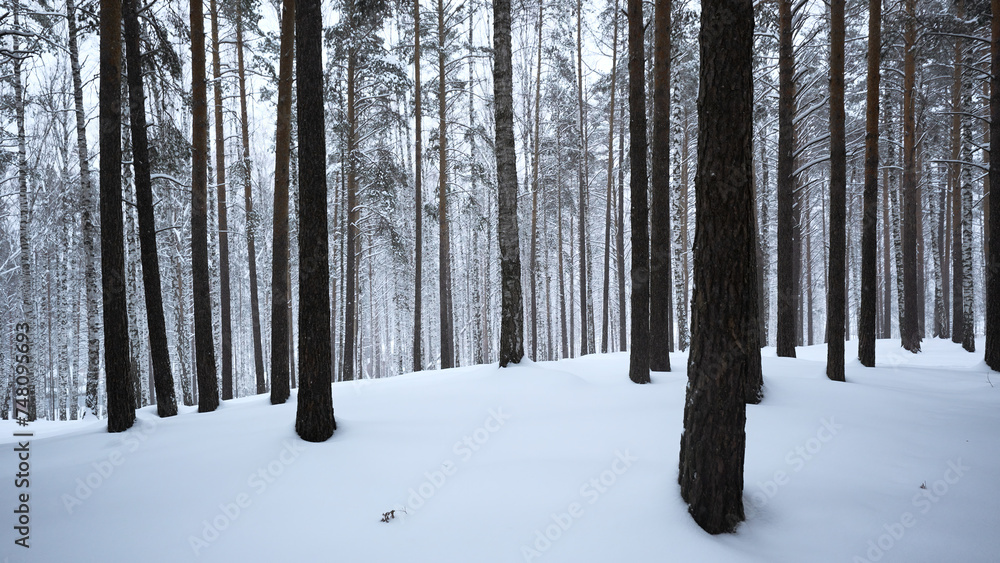 Aufkleber beautiful view in forest with tree trunks on winter day. media. calming view of winter forest with f