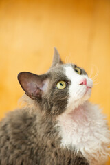 Portraät einer blau-weißen Devon Rex Katze