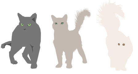 3 interessierte Katzen – PNG, 10191px x 5462px, 300 DPI, transparenter Hintergrund