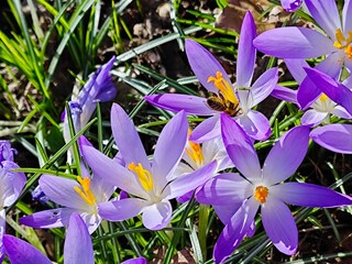 young purple crocus in the evening sun on a meadow
Elfen Krokus , Crocus tommasinianus