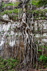 Long roots of a tree climbing down a cliff in Guaviare, Colombia