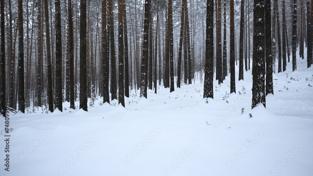 Aufkleber beautiful view in forest with tree trunks on winter day. media. calming view of winter forest with f