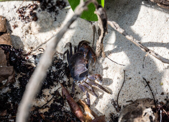 sand crabs on the beach near the sea on a sunny day on one of the Seychelles islands