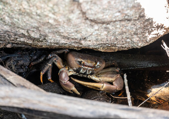 sand crabs on the beach near the sea on a sunny day on one of the Seychelles islands