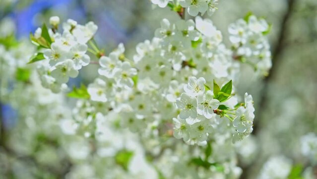 Close up of white cherry tree flowers on the wind. Spring background