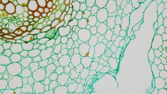 Cross section of buttercup root under a microscope in a light field. Magnification of 400 times. Smooth movement and focus. Microbotany. Detailed structure of plant roots
