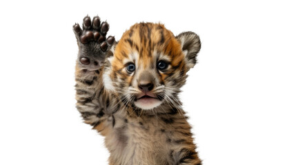 Endearing tiger cub with blue eyes and black stripes, raising a paw in a hi-five gesture, against a...