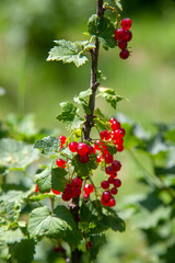 Branch of ripe red currant on currant bush in a garden.