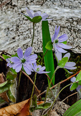 612-26 Hepatica Bark