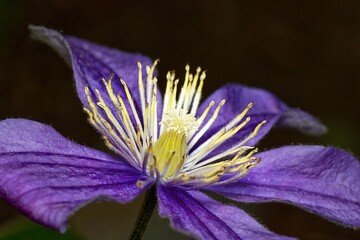 Clematis florida, or Florida clematis, features large, showy blossoms in various hues, adorning...