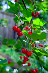 Red ripe juicy cherries berries hanging on cherry tree branch. .
