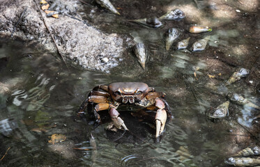 sand crabs on the beach near the sea on a sunny day on one of the Seychelles islands