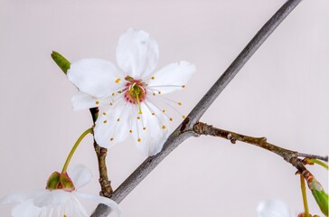 Japanese white cherry blossoms, or 