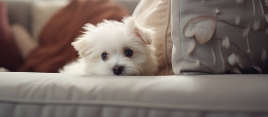 A small white dog with a cute expression is laying comfortably on top of a couch, peeking around the corner with curiosity. The dogs fluffy fur contrasts against the couchs fabric.