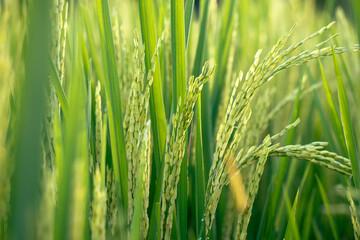Close-up to rice seeds in ear of paddy. Beautiful golden rice field and ear of rice.