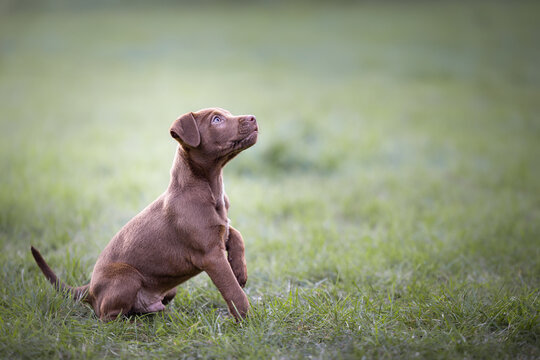 Cute brown Patterdale terrier puppy sitting on grass focusing  on out of frame object with one front paw off the ground with copy space