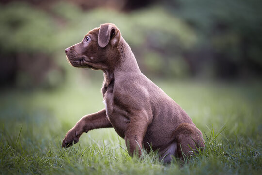 Cute brown Patterdale terrier puppy sitting on grass with one raised paw and looking sideways to the left with copy space