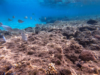 Shoal of Sargos or White Seabream swimming at the coral reef in the Red Sea, Egypt..