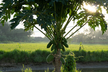 A papaya tree with a large green crown of leaves and a few papayas hanging from the branches.